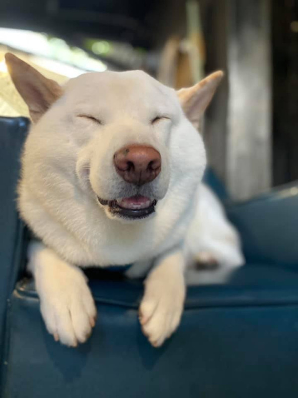 為食柴犬偷食拜神雞屁股 阿嬤教1動作求原諒 