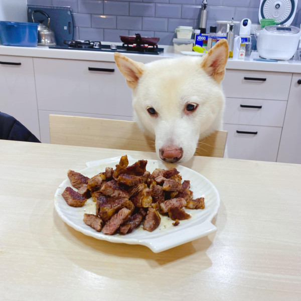 為食柴犬偷食拜神雞屁股 阿嬤教1動作求原諒 