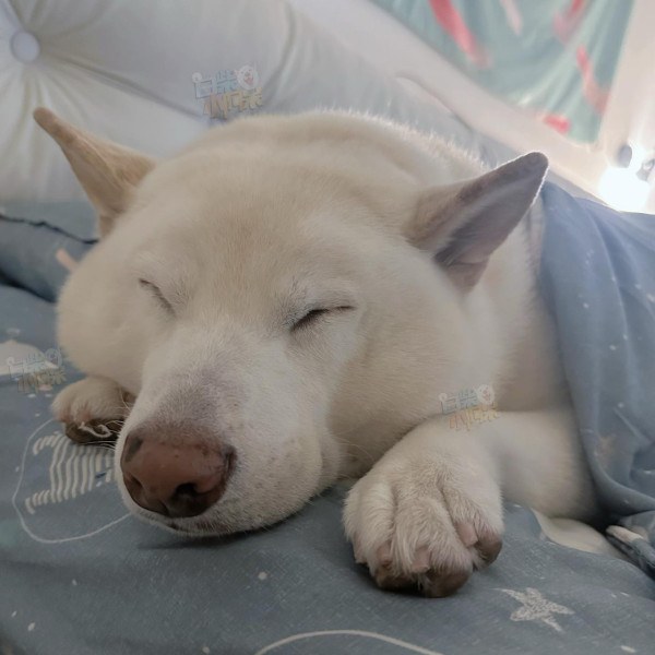 為食柴犬偷食拜神雞屁股 阿嬤教1動作求原諒 