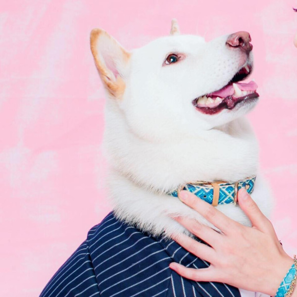 為食柴犬偷食拜神雞屁股 阿嬤教1動作求原諒 