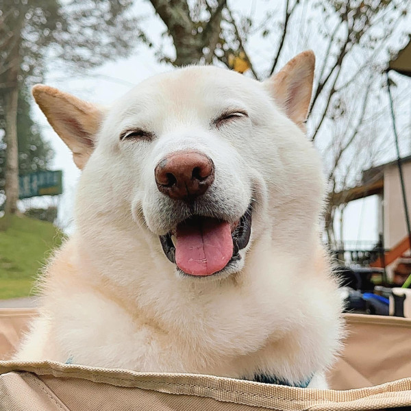 為食柴犬偷食拜神雞屁股 阿嬤教1動作求原諒 