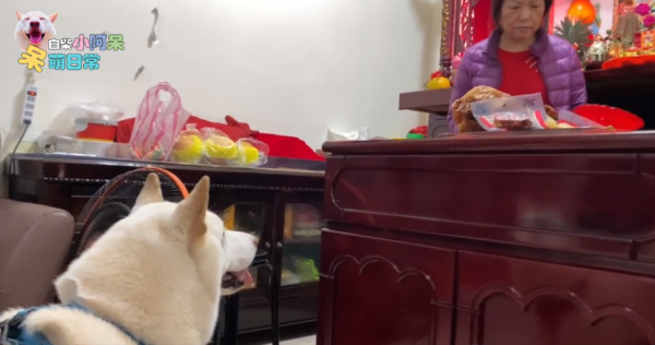 為食柴犬偷食拜神雞屁股 阿嬤教1動作求原諒 