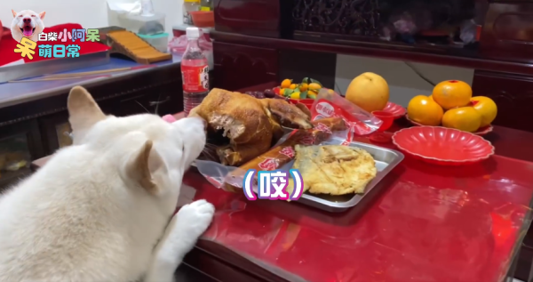 為食柴犬偷食拜神雞屁股 阿嬤教1動作求原諒 