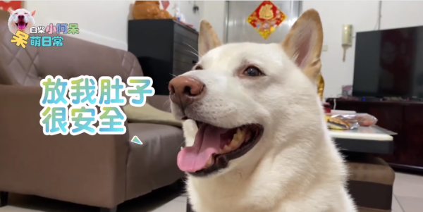 為食柴犬偷食拜神雞屁股 阿嬤教1動作求原諒 