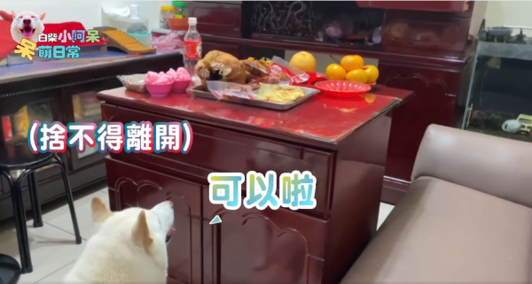 為食柴犬偷食拜神雞屁股 阿嬤教1動作求原諒 