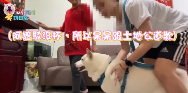 為食柴犬偷食拜神雞屁股 阿嬤教1動作求原諒 