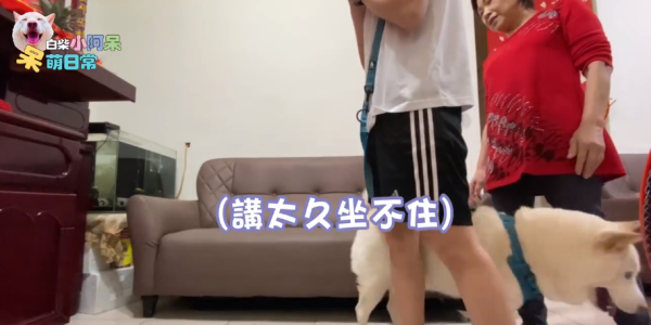 為食柴犬偷食拜神雞屁股 阿嬤教1動作求原諒 