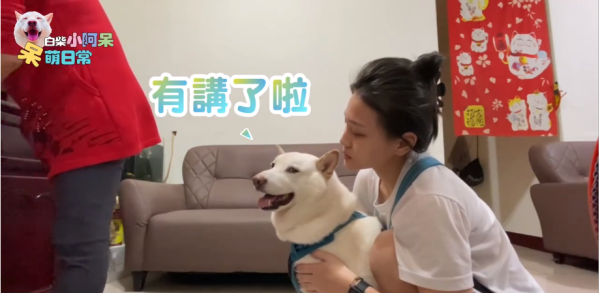 為食柴犬偷食拜神雞屁股 阿嬤教1動作求原諒 