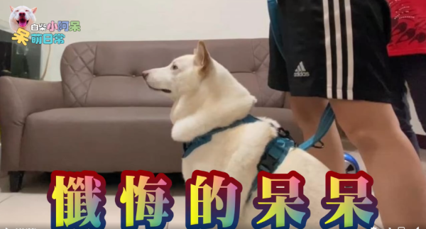 為食柴犬偷食拜神雞屁股 阿嬤教1動作求原諒 