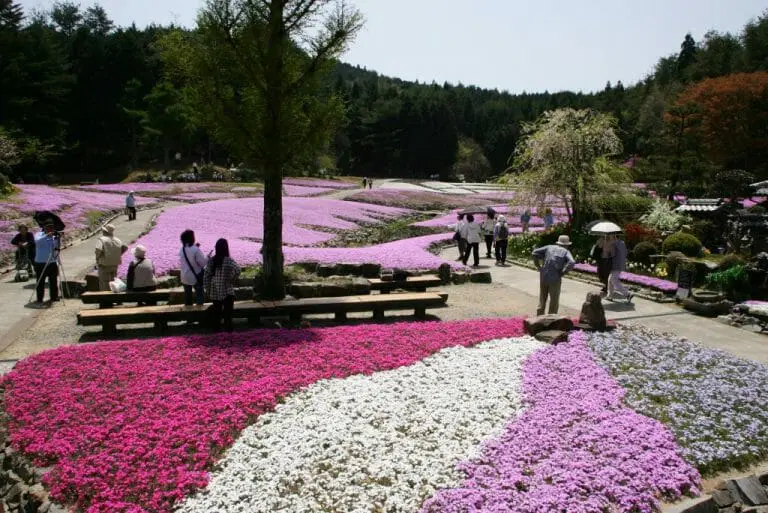 芝櫻遍地，目不暇給。（圖片來源：芝櫻庭園）