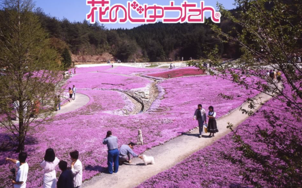 芝櫻遍地，目不暇給。（圖片來源：芝櫻庭園）