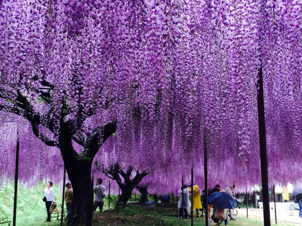 「九尺紫藤」會散發出淡淡的花香氣息。（圖片來源：天台宗・五大山白毫寺）