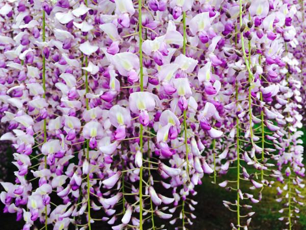「九尺紫藤」會散發出淡淡的花香氣息。（圖片來源：天台宗・五大山白毫寺）
