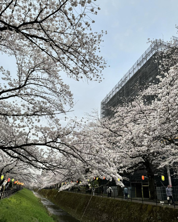 陳柏宇愛妻推介東京近郊牧場 帶小朋友親親動物/騎馬/睇綿羊騷 