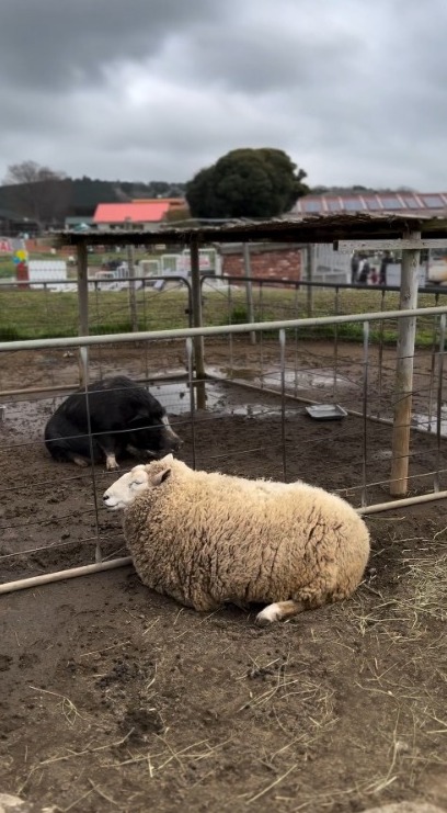 陳柏宇愛妻推介東京近郊牧場 帶小朋友親親動物/騎馬/睇綿羊騷 