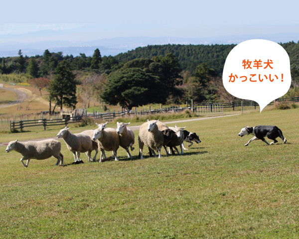 陳柏宇愛妻推介東京近郊牧場 帶小朋友親親動物/騎馬/睇綿羊騷 