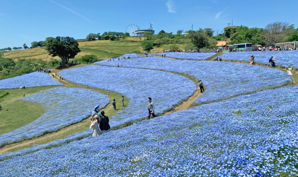 陳柏宇愛妻推介東京近郊牧場 帶小朋友親親動物/騎馬/睇綿羊騷 