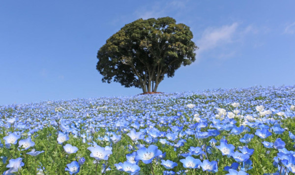 陳柏宇愛妻推介東京近郊牧場 帶小朋友親親動物/騎馬/睇綿羊騷 
