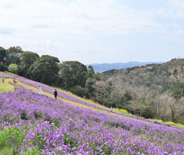 陳柏宇愛妻推介東京近郊牧場 帶小朋友親親動物/騎馬/睇綿羊騷 