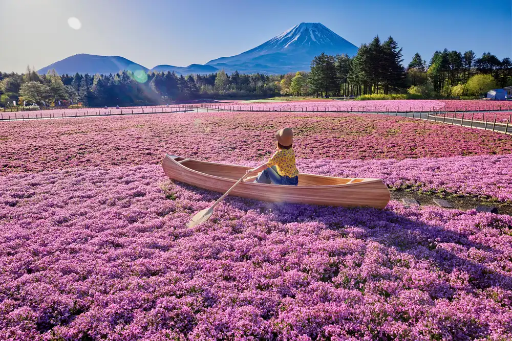 芝櫻開遍，形成一片粉紅色的花海。（圖片來源：富士本棲度假村）