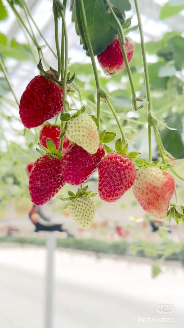 深圳士多啤梨園2025｜5間深圳摘士多啤梨推薦  免費入場！起任摘1公斤超甜車厘茄/蘿蔔 