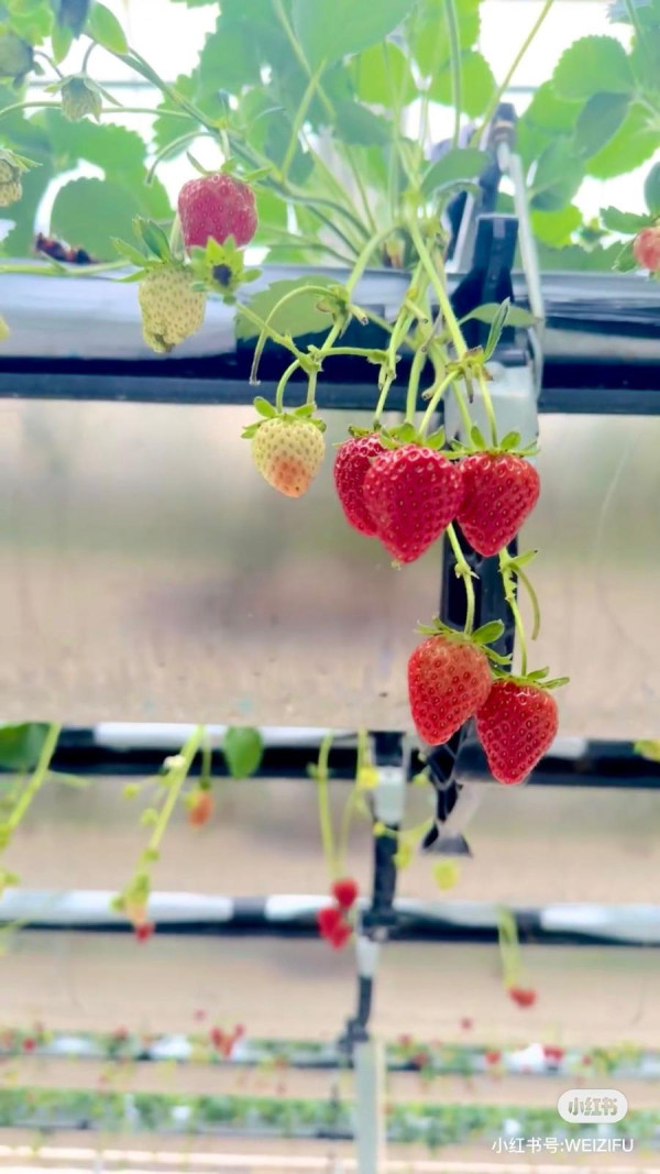 深圳士多啤梨園2025｜5間深圳摘士多啤梨推薦  免費入場！起任摘1公斤超甜車厘茄/蘿蔔 