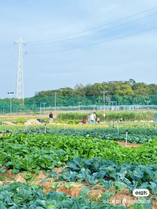 深圳士多啤梨園2025｜5間深圳摘士多啤梨推薦  免費入場！起任摘1公斤超甜車厘茄/蘿蔔 