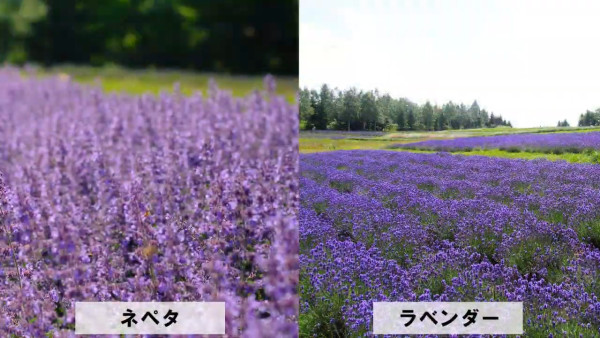 北海道國家公園5月春野之花節！盛開瀕危白蘭葵 附日期/交通/地址 