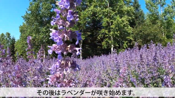 北海道國家公園5月春野之花節！盛開瀕危白蘭葵 附日期/交通/地址 