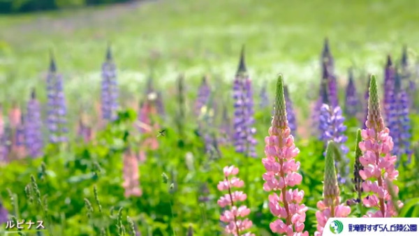 北海道國家公園5月春野之花節！盛開瀕危白蘭葵 附日期/交通/地址 