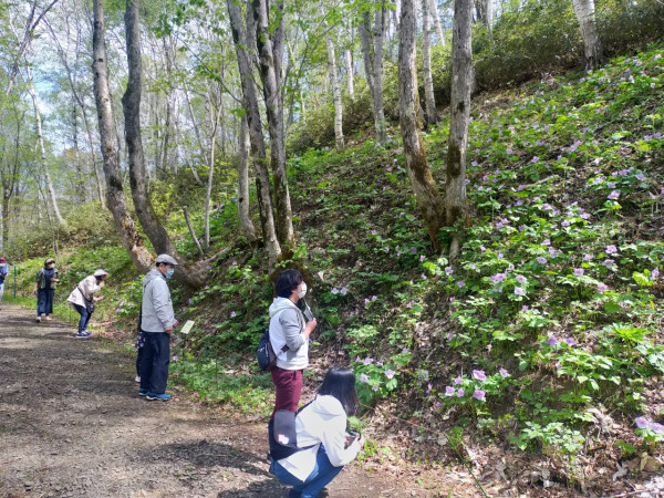 北海道國家公園5月春野之花節！盛開瀕危白蘭葵 附日期/交通/地址 