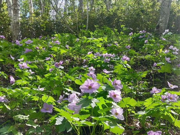 北海道國家公園5月春野之花節！盛開瀕危白蘭葵 附日期/交通/地址 