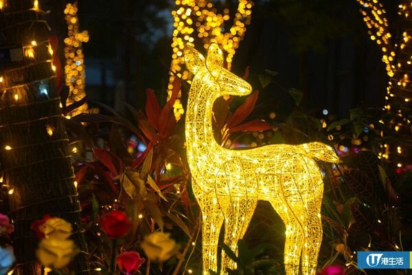 東區文化廣場全新打卡地標！逾8,000支彩色LED花+互動投影裝置