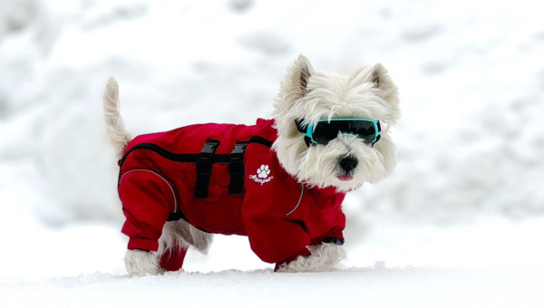 Eric Kwok帶愛犬遊日本玩足1個月 坐私人飛機東京賞櫻 北海道滑雪