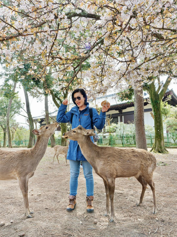 京都遊客狂搖樹枝營造「櫻吹雪」  方健儀慨嘆：唔係每幅畫面都美好 