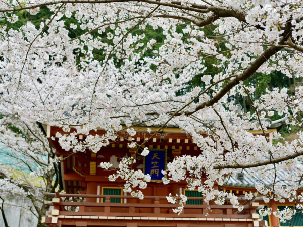 京都遊客狂搖樹枝營造「櫻吹雪」  方健儀慨嘆：唔係每幅畫面都美好 