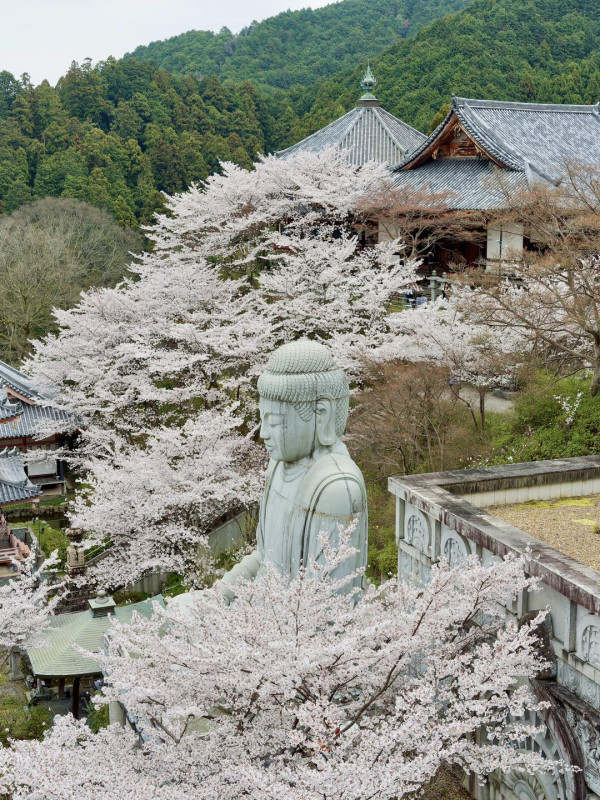 京都遊客狂搖樹枝營造「櫻吹雪」  方健儀慨嘆：唔係每幅畫面都美好 