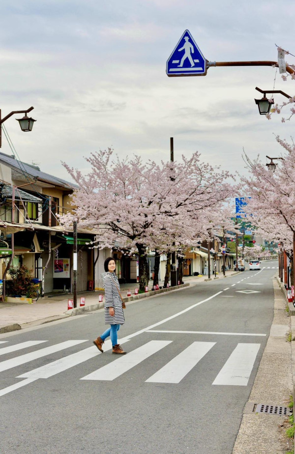 京都遊客狂搖樹枝營造「櫻吹雪」  方健儀慨嘆：唔係每幅畫面都美好 