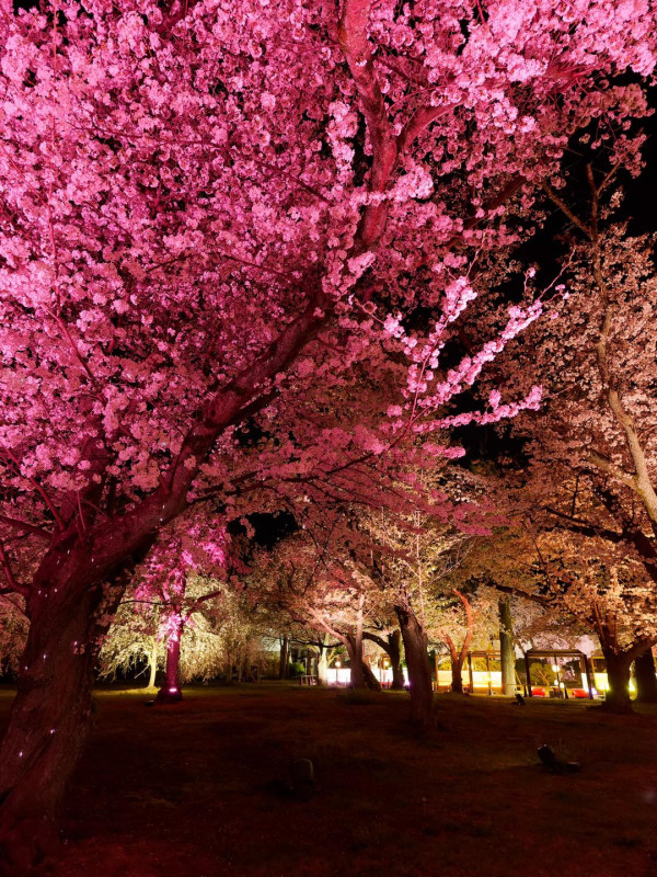 京都遊客狂搖樹枝營造「櫻吹雪」  方健儀慨嘆：唔係每幅畫面都美好 