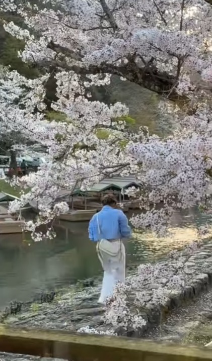 京都遊客狂搖樹枝營造「櫻吹雪」  方健儀慨嘆：唔係每幅畫面都美好 