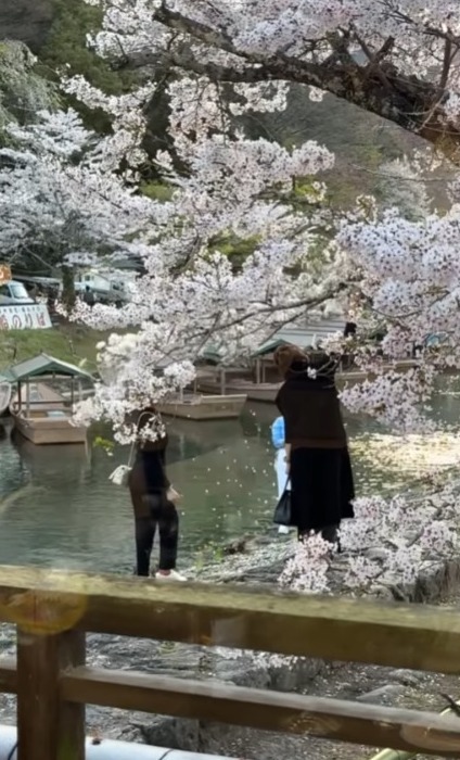 京都遊客狂搖樹枝營造「櫻吹雪」  方健儀慨嘆：唔係每幅畫面都美好 