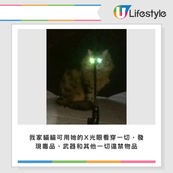 荷蘭海關推全球首批「緝毒貓貓」  穿上螢光背心超可愛！專家：比狗更靈敏 