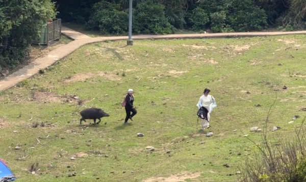 豬追人！遊客塔門露營遭野豬狂追 通山跑足半分鐘靠1招脫險