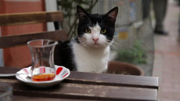 去M+睇 伊斯坦堡的貓 貓奴朝聖《走過貓咪聖地》