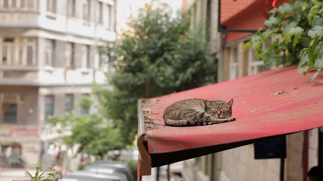 去M+睇 伊斯坦堡的貓 貓奴朝聖《走過貓咪聖地》