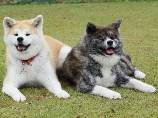 防假冒及篡改？日本秋田犬保存會改發數碼血統證書