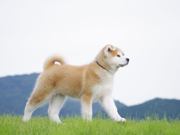 防假冒及篡改？日本秋田犬保存會改發數碼血統證書
