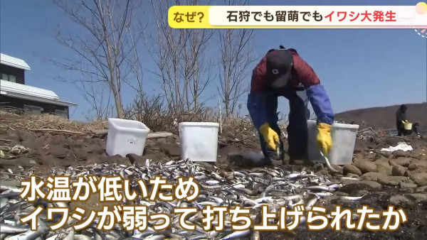北海道岸邊驚現大量沙甸魚！異常現象原來係災難先兆？ 