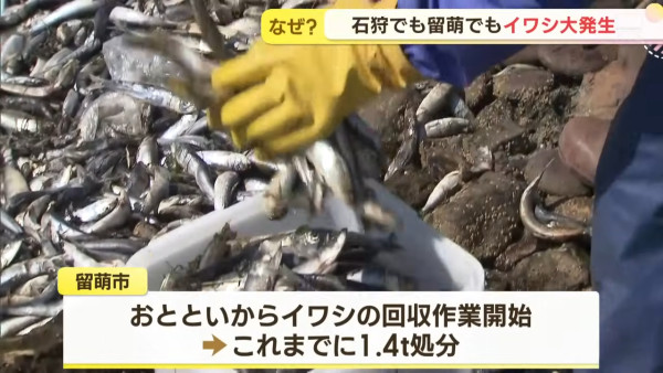 北海道岸邊驚現大量沙甸魚！異常現象原來係災難先兆？ 