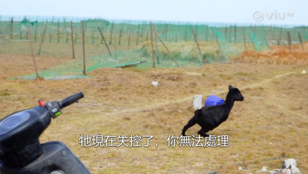 淡季報錯團｜ViuTV綜藝節目疑似虐待動物惹爭議 羊隻受驚主持反應被網民炮轟
